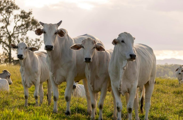 Leia mais sobre o artigo Qual o melhor lugar para posicionar o cocho na sua fazenda?
