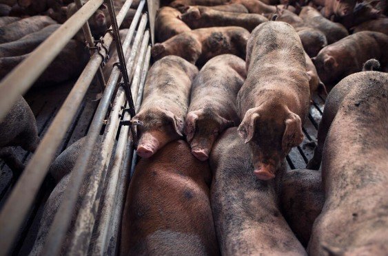 Leia mais sobre o artigo Tipos de criação de suínos – Suinocultura