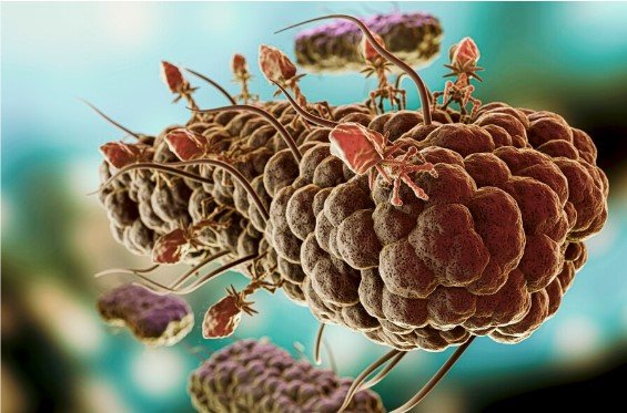 Leia mais sobre o artigo Micotoxinas – Um Perigo Oculto para a Saúde Animal e Segurança Alimentar