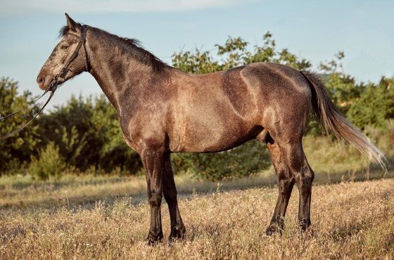 Leia mais sobre o artigo O que cavalo come?