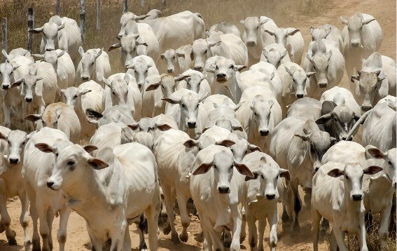 Leia mais sobre o artigo O que é a Taxa de Lotação Bovina?
