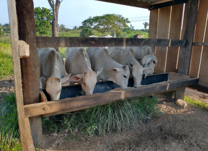 suplementação mineral bovina