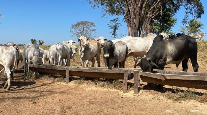 suplementação mineral bovina