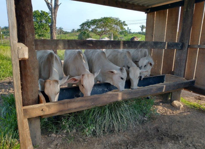 nutrição bovina de corte